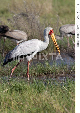 Yellow-billed Stork - Botswana - Africa Yellow-billed Stork - Botswana - Africa 123139205
