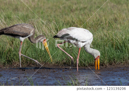 Yellow-billed Stork - Botswana - Africa 123139206