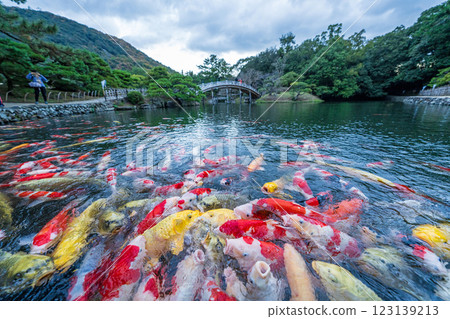 [Takamatsu City] Nishikigoi in Ritsurin Garden 123139213