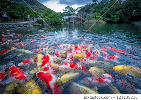 [Takamatsu City] Nishikigoi in Ritsurin Garden 123139216