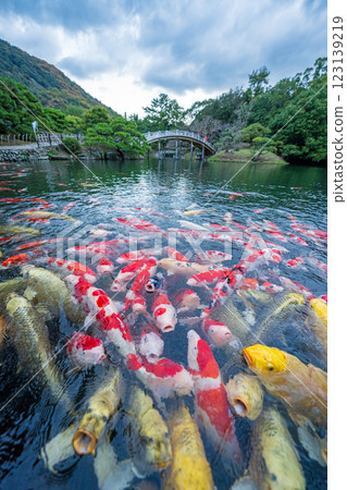 [Takamatsu City] Nishikigoi in Ritsurin Garden 123139219