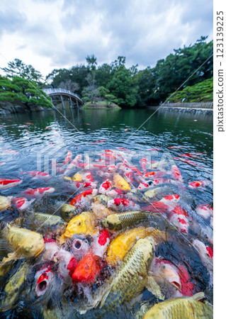 [Takamatsu City] Nishikigoi in Ritsurin Garden 123139225
