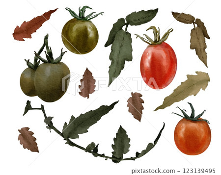 watercolor tomato illustration red green leaves isolated on white 123139495