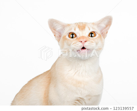 Shocked domestic cat, cat scared or surprised. 123139557