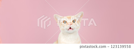 Shocked domestic cat, cat scared or surprised. Shocked domestic cat, cat scared or surprised. 123139558