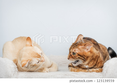 Two aggressive cats get into a fight. Two aggressive cats get into a fight. 123139559