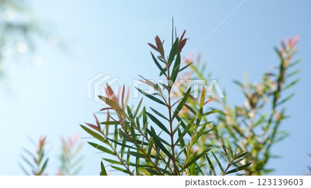 Melaleuca bracteata macro leaves small world 123139603