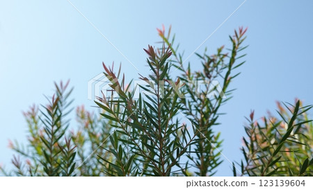 Melaleuca bracteata macro leaves small world Melaleuca bracteata macro leaves small world 123139604