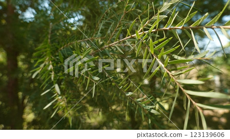 Melaleuca bracteata macro leaves small world 123139606