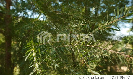 Melaleuca bracteata macro leaves small world 123139607