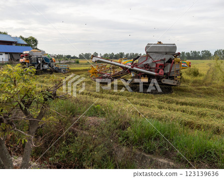 Rice Harvesting in Rural Paddy Fields with Combine Harvesters. Rice Harvesting in Rural Paddy Fields with Combine Harvesters. 123139636
