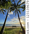 棕櫚樹和長椅 123139679