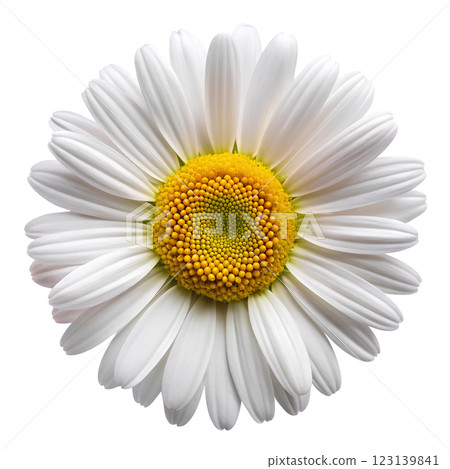 Close-up of white daisy flower with yellow center in macro technique isolated on transparent background. Top view. 123139841