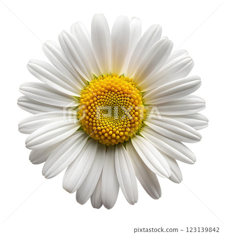 Close-up of daisy flower with white petals and bright yellow center in macro technique, isolated on transparent background. View from above. Close-up of daisy flower with white petals and bright yellow center in macro technique, isolated on transparent background. View from above. 123139842