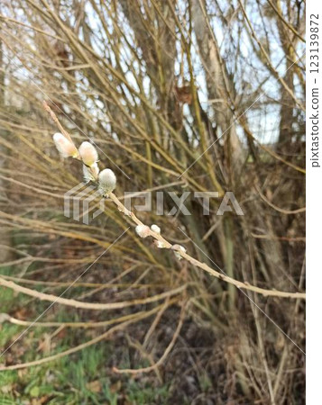 Close-up of maple tree buds in spring 123139872