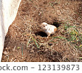 Prairie dog on alert at the zoo 123139873