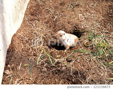 動物園裡的草原土撥鼠處於警覺狀態 123139873