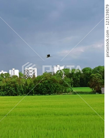 Open space in the city. Well-groomed fields with power lines 123139879