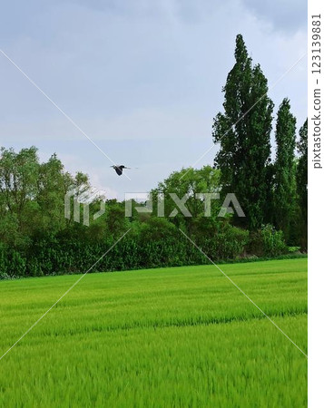 Open space in the city. Well-groomed fields with power lines 123139881