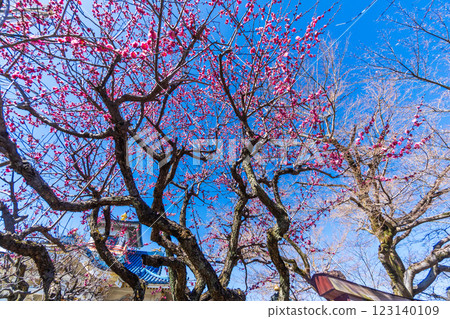 Spring at Shinshoin Temple in Hachioji City 123140109