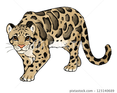 可愛的雲豹插圖 可愛的雲豹插圖 123140689