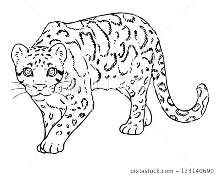 Cute clouded leopard line drawing Cute clouded leopard line drawing 123140690