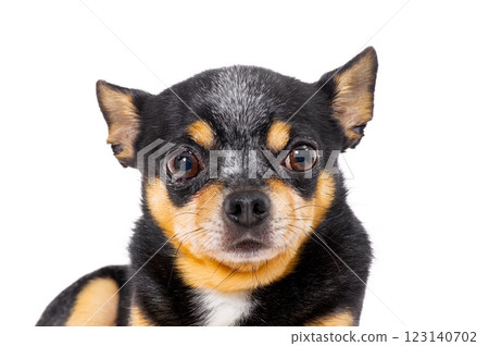 Chihuahua breed dog tricolor black, white and red color isolate on a white background. 123140702