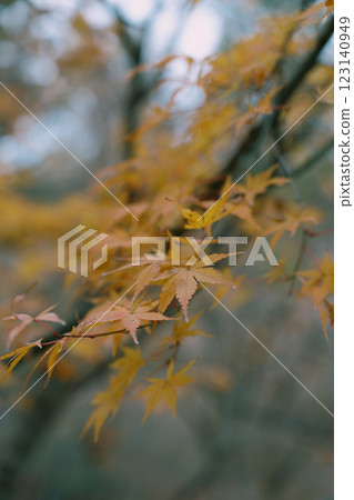 autumn maple night japan scenery yellow 123140949