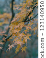 autumn maple night japan scenery yellow 123140950