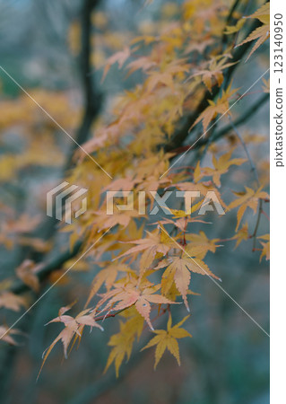 autumn maple night japan scenery yellow 123140950