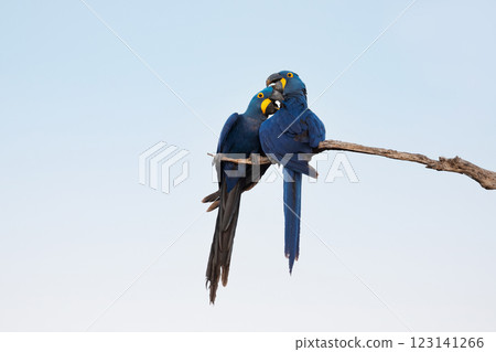 Hyacinth macaws perched on a tree branch 123141266