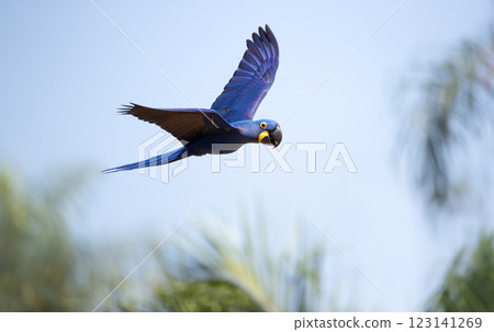 Close-up of a Hyacinth macaw in flight 123141269