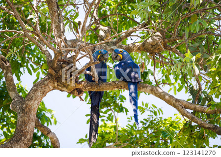 Hyacinth macaws perching in a palm tree 123141270