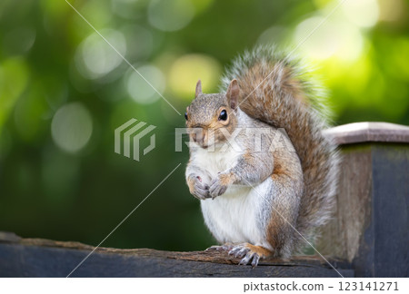 Portrait of a curious grey squirrel standing on a garden fence 123141271