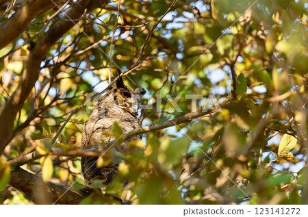 Great horned owl perched in a tree Great horned owl perched in a tree 123141272