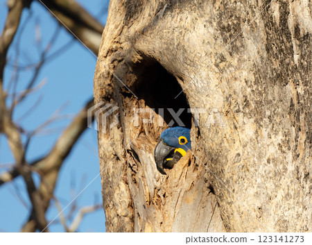 Hyacinth macaw nesting in a palm tree Hyacinth macaw nesting in a palm tree 123141273
