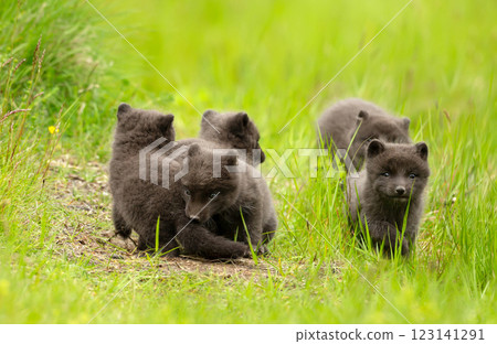 Arctic Fox cubs playing in a meadow Arctic Fox cubs playing in a meadow 123141291