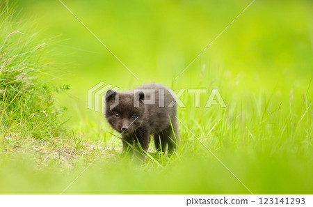 Cute Arctic fox cub standing in a meadow Cute Arctic fox cub standing in a meadow 123141293