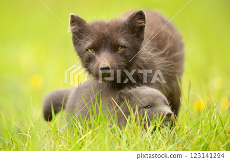 Arctic fox mum with playful cub in summer 123141294