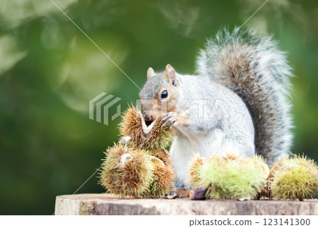 Grey squirrel eating sweet chestnut fruit in autumn Grey squirrel eating sweet chestnut fruit in autumn 123141300