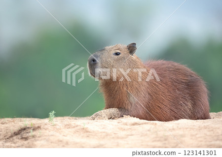 Portrait of a capybara lying a on a river bank 123141301