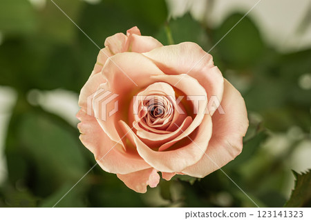 Single Coral Rose in nature. Elegant peach colored rose in full bloom, delicate petals and soft green leaf background. Symbol of beauty, romance, natural perfection 123141323