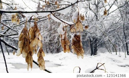 Yellow leaf on winter forest background Yellow leaf on winter forest background 123141366