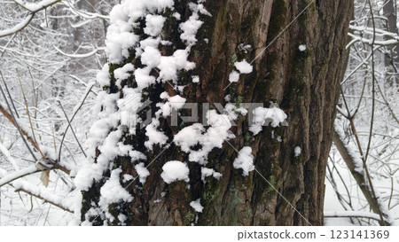 Winter forest with snowy trees with dry branches and snowdrifts Winter forest with snowy trees with dry branches and snowdrifts 123141369