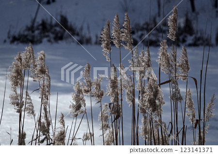 Reeds on a frosty winter day Reeds on a frosty winter day 123141371