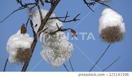 Snow on tree branches in winter forest Snow on tree branches in winter forest 123141506