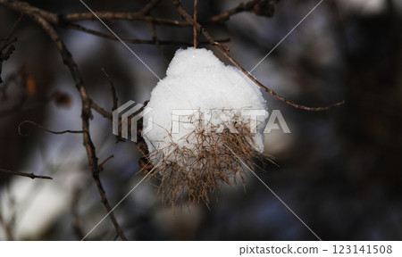 Snow on tree branches in winter forest Snow on tree branches in winter forest 123141508