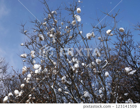 Snow on tree branches in winter forest Snow on tree branches in winter forest 123141509