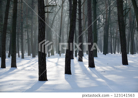 Winter forest with black tree trunks and sun gleams on snowdrifts 123141563