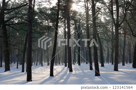 Winter forest with black tree trunks and sun gleams on snowdrifts 123141564
